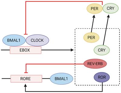 Circadian Rhythms and Melatonin Metabolism in Patients With Disorders of Gut-Brain Interactions